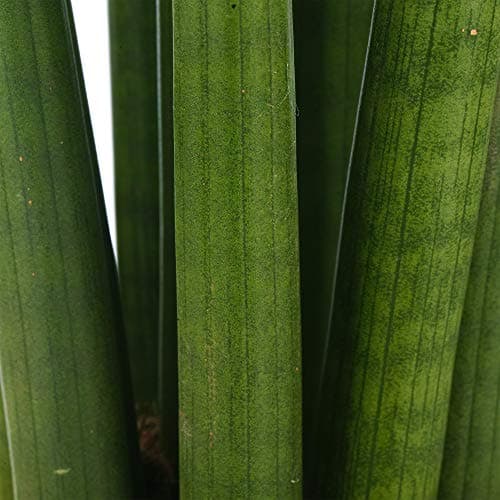 Sansevieria Cylindrica afrikanischer Spear Zimmerpflanzen - Ideal Geschenk (30-40cm Inkl.Topf)
