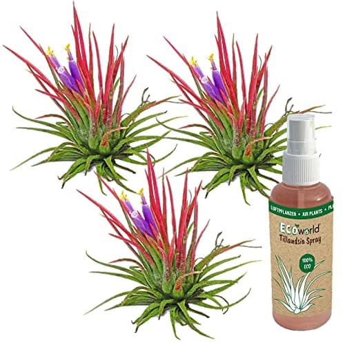 Ecoworld Ionantha Red Tillandsia - 3er Set - Pflegeleicht für Interieur - Stewardship Council - Rot - Luft Pflanze