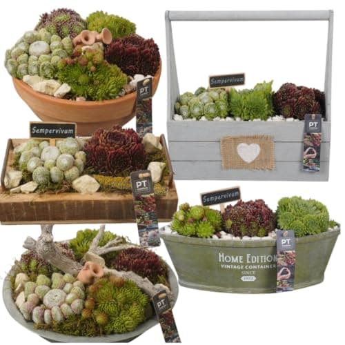 Winterharte Sempervivum Sukkulenten - pflegeleicht für Innen- und Außenvor одно из трех:

1. Winterharte Sempervivum Suk