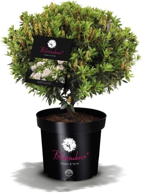 Pflanzcontainer INKARHO® Bloombux® Weltneuerung 20-25 cm Breit 2 Liter Flower & Form  
Weltneuerung INKARHO® Bloombux® N