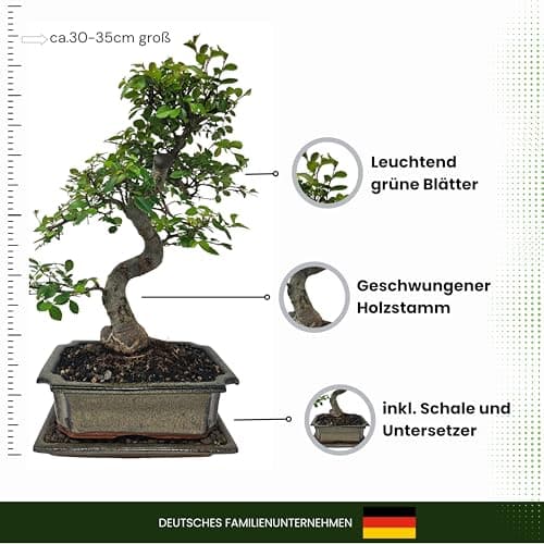 Genki-Bonsai Chinesische Ulme – pflegeleicht für Anfänger & Fortgeschrittene – 4-teiliges Indoor-Komplettset