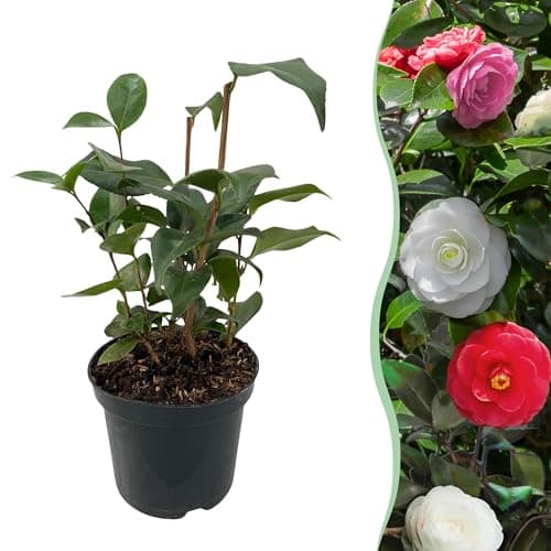 GreenboutiQ - Sträucher - Camelia japonica Tricolour - Rosa, Weiß und Rot Blüte - Immergrün Pflanze - Topf 15cm Hoch 30c