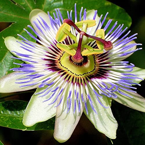 Passiflora 'Caerulea' halbimmergrüner Winterharter Gartenstrauch 1.5L Topf