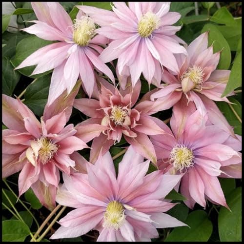 Winterhart Blumenzwiebel Mehrjährig, winterhart pflanzen, Mysteriöse magische Glühbirne-4 Clematis Winterhart Mehrjährig