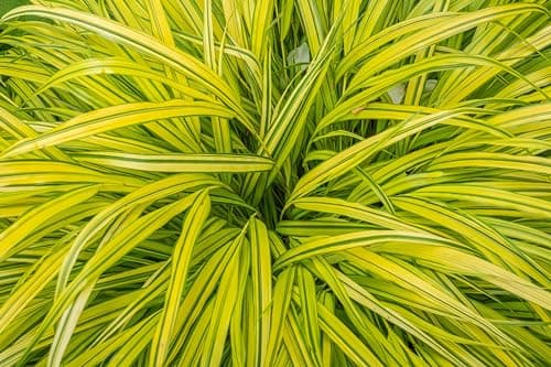 Hakonechloa macra 'Aureola' im 1 Liter Topf - Japanisches Gold Berggras für zeitlose Gärten - Goldgestreifte Harmonie vo