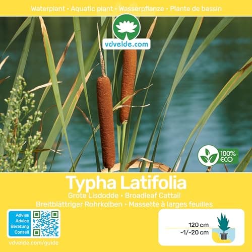 Vdvelde.com - Große Stranddistel für Teichpflanzenfilter - Winterharte Teichpflanzen - 30 lose Filterpflanzen - Für ca.