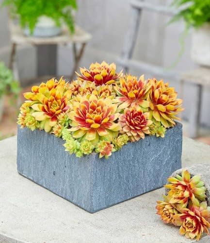 BALDUR Garten Sempervivum 'Gold Nugget®' im XL-Topf - immergrün & winterhart, pflegeleicht, farbintensive Staude
