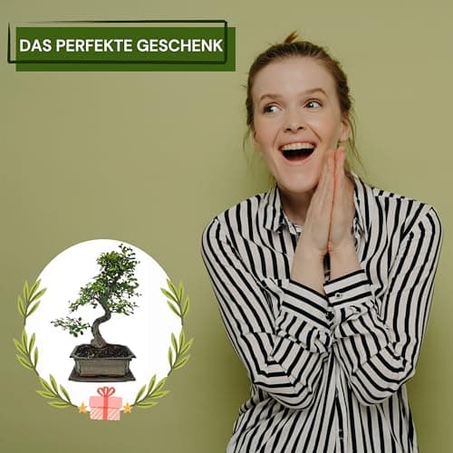 Genki-Bonsai Chinesische Ulme – pflegeleicht für Anfänger & Fortgeschrittene – 4-teiliges Indoor-Komplettset