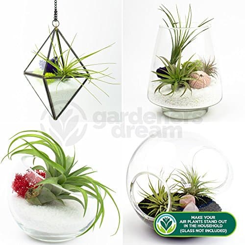 Gardeners Dream Luftreinigende Zimmerpflanzen - 5er Tillandsien Pflanzen Echt Mix - Terrarium Deko - Echte Pflanzen