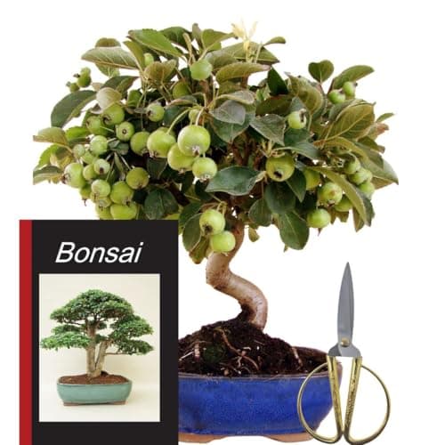 Genki-Bonsai Chinesischer Liguster 30–35 cm - pflegeleicht für Anfänger & Fortgeschrittene – 3-teiliges Komplettset mit