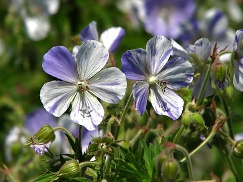 3 x Geranium pratense 'Splish Splash' von Stauden - Einzigartige Blüten mit verspieltem Farbverlauf für Bunte Storchschn