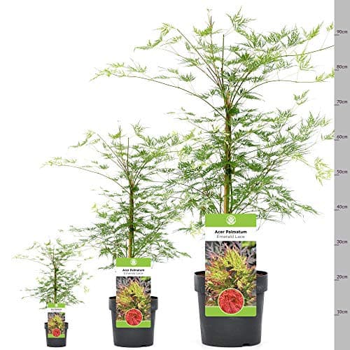 Acer palmatum dissectum 'Emerald Lace' - Gefiedertes japanisches Ahornlaub.tree