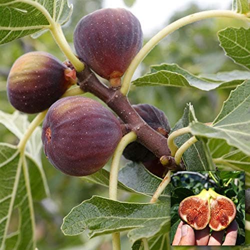 Eingetopfter Ficus Sommergrün Atemberaubend fürinternationale Kundinnen (20-30cm mit Topf)  
Eingetopfter Ficus als atem