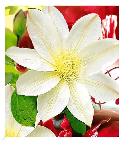 BALDUR Garten Waldrebe Clematis 'Etoile de Malicorne' winterhart, bienenfreundliche mehrjährige blühende Kletterpflanze,