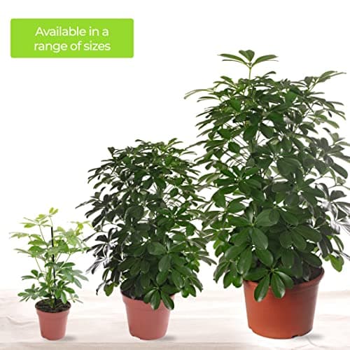 Schefflera Nora, große immergrüne Zimmerpflanze, idealesdekoriertes Zimmer mit exotischem Anstrich, belebt und pflegelei