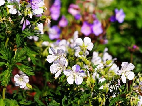 3 x Geranium pratense 'Splish Splash' von Stauden - Einzigartige Blüten mit verspieltem Farbverlauf für Bunte Storchschn