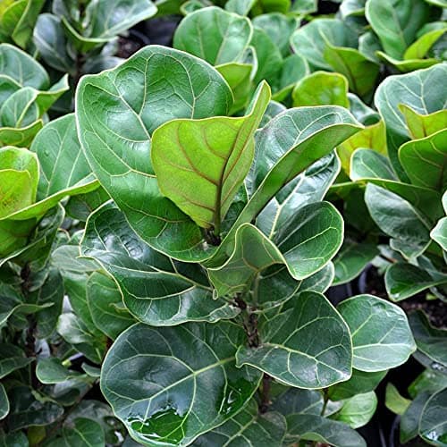 Ficus Lyrata Premium Zimmerpflanze 30-40cm Topf Geschenk