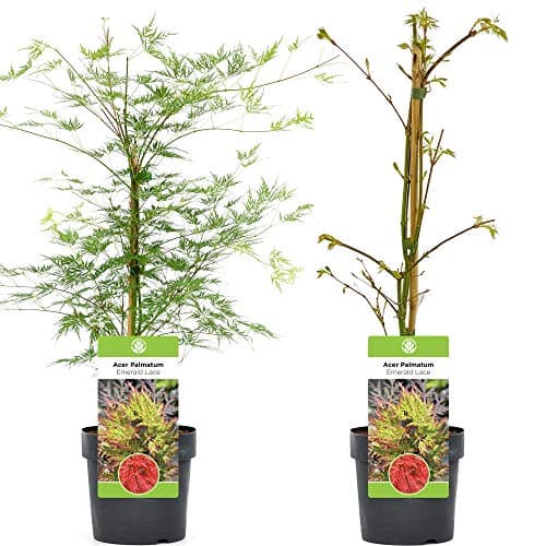 Acer palmatum dissectum 'Emerald Lace' - Gefiedertes japanisches Ahornlaub.tree