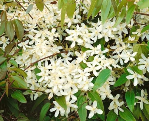 Clematis armandii 'Snowdrift' - Immergrüne Clematis, weiße duftende Blüten, ideal für Pergolen, winterhart
| Clematis a