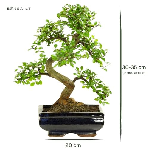 Bonsai Baum Ligustrum Keramik Blumentopf - Perfect für Sammler - Outdoor/Indoor - Mikrokrystallines Gerüst - 20cm Schale