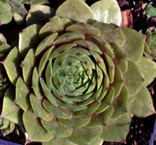 Staudenkulturen Wauschkuhn Sempervivum Hybride 'Bernstein' - Ideal für Anfänger - Perfekt für Balkongärten - Sonnige Pos