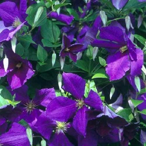 3 x Clematis Kletterplanzen Mix (3 für 2): Rot (Rouge Cardinal), Rosa/Weiβ (Piilu) & Blau (Jackmanii) | Mehrjährig & Win