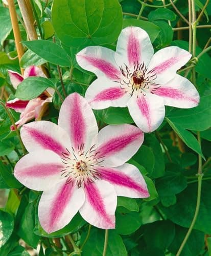 Clematis 'Souv. du Capitaine Thuilleaux' - Rosa-weisse Blüten, ideal für Rankgerüste, pflegeleicht und winterhart - Mai-
