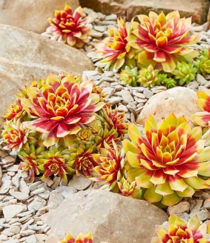 BALDUR Garten Sempervivum 'Gold Nugget®', winterharte Pflanzen, pflegeleicht, mehrjährig