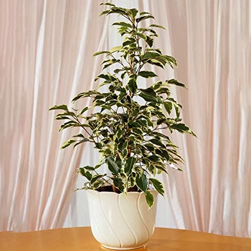 Ficus Starlight - Beste Zimmerpflanzen-Geschenke fürFans | Top-Qualität Ficus im Topf (30-40cm mit Topf)