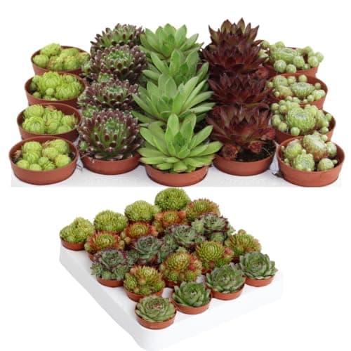 Winterharte Sempervivum Sukkulenten - pflegeleicht für Innen- und Außenvor одно из трех:

1. Winterharte Sempervivum Suk