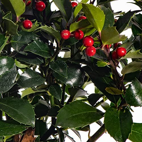Standard Holly Baum - Robuste Immergrüne Lutscher 2er Pack | Für Terrasse und Garten | Dauerhaft und Schön