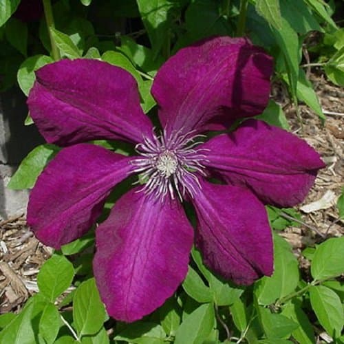 3 x Clematis Kletterplanzen Mix (3 für 2): Rot (Rouge Cardinal), Rosa/Weiβ (Piilu) & Blau (Jackmanii) | Mehrjährig & Win