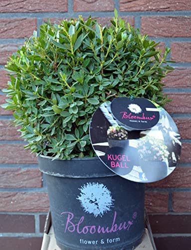 Bloombux® Kugel 30-35 Liter für Pflanzenliebhaber - ideal für Blüher im 5 Liter Pflanzcontainer