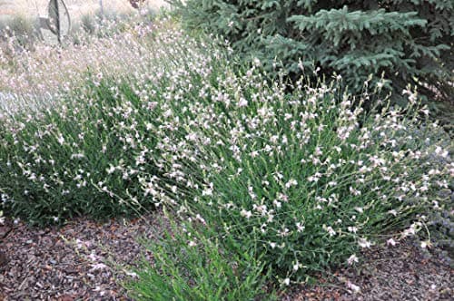 Gaura lindheimeri 'Whirling Butterflies‘ Dauerblüher Prachtkerze weiß - Schwebende Blüten für Stauden Gänge