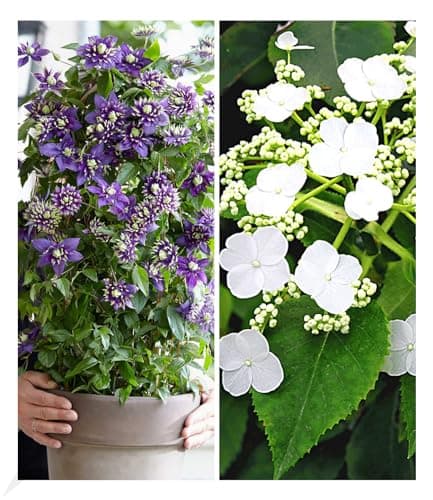 BALDUR Garten Waldrebe Clematis 'Etoile de Malicorne' winterhart, bienenfreundliche mehrjährige blühende Kletterpflanze,
