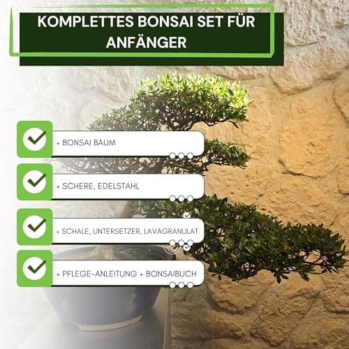 Genki-Bonsai Chinesische Ulme – pflegeleicht für Anfänger & Fortgeschrittene – 4-teiliges Indoor-Komplettset