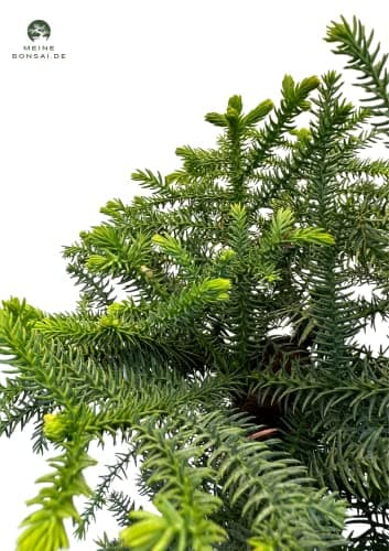 Cunninghamii Bonsai P25 zur Zimmerdecoration
