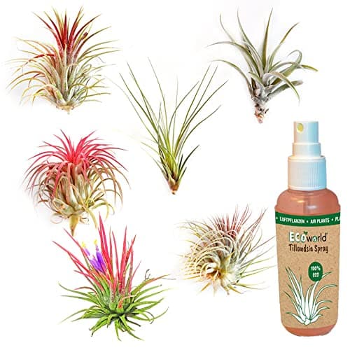 Ecoworld Ionantha Red Tillandsia - 3er Set - Pflegeleicht für Interieur - Stewardship Council - Rot - Luft Pflanze
