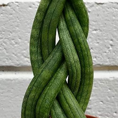 30-40cm getopfte Sansevieria Twister - beste Zimmerpflanzen für Zuhause oder das Büro -NatürlichesGRAFIK