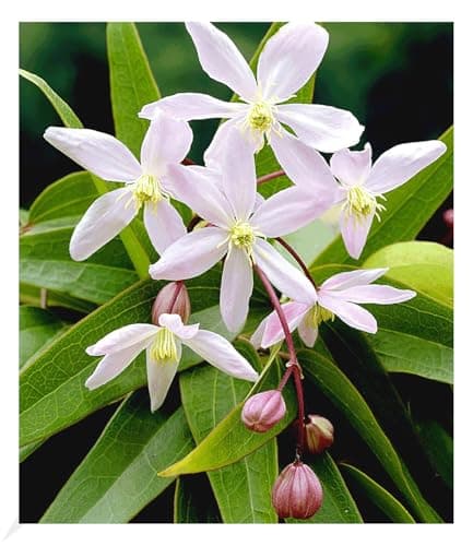 BALDUR Garten Waldrebe Clematis 'Etoile de Malicorne' winterhart, bienenfreundliche mehrjährige blühende Kletterpflanze,