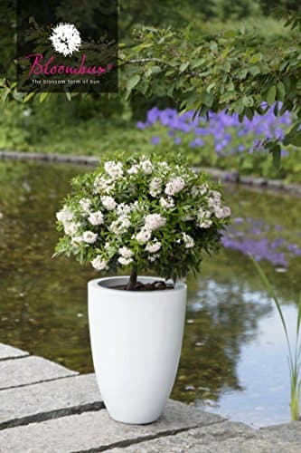 INKARHO® Bloombux® Blüte und Gestalt im 2 Liter Pflanzkorb für Liebhaber der Blumenerhölzung im Garten