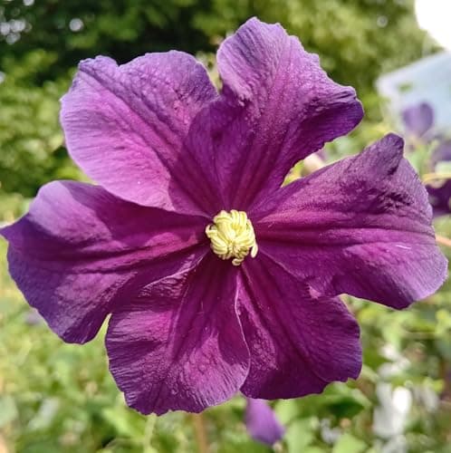 Waldrebe Etoile violett Kletterpflanze - winterhart -violett Blüte 60-100 cm
| Waldrebe Clematis viticella Etoile viole