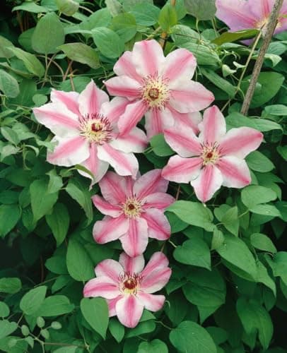 Clematis 'Souv. du Capitaine Thuilleaux' - Rosa-weisse Blüten, ideal für Rankgerüste, pflegeleicht und winterhart - Mai-