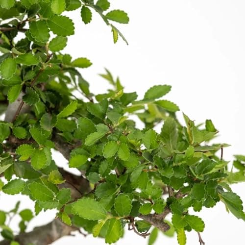 Bonsai mit Keramik Blumentopf - Pflegeleichter Indoor Bonsai für Anfänger & Profis, Dekorative Zimmerpflanze, Ideal für