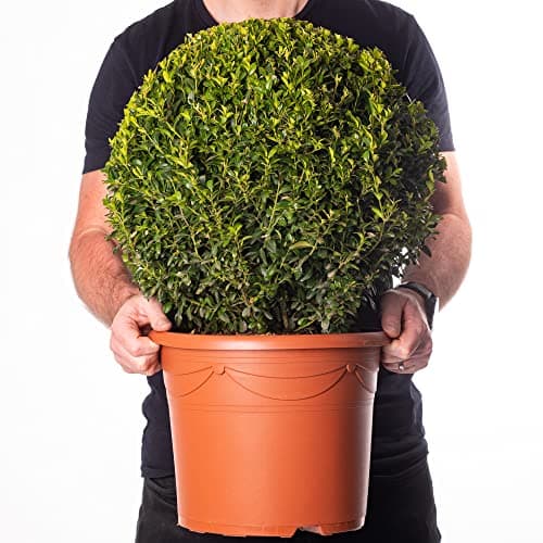 Buxus Ball Set - Echter Immergrün-Strauch für Garten-Topiary 2 x 40cm Durchmesser TopQUALITÄT