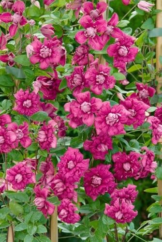Clematis viticella 'Purpurea Plena Elegans' - gefüllte purpurrote Blüten, ideal für Rankgerüste, pflegeleicht und winter