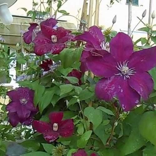 3 x Clematis Kletterplanzen Mix (3 für 2): Rot (Rouge Cardinal), Rosa/Weiβ (Piilu) & Blau (Jackmanii) | Mehrjährig & Win
