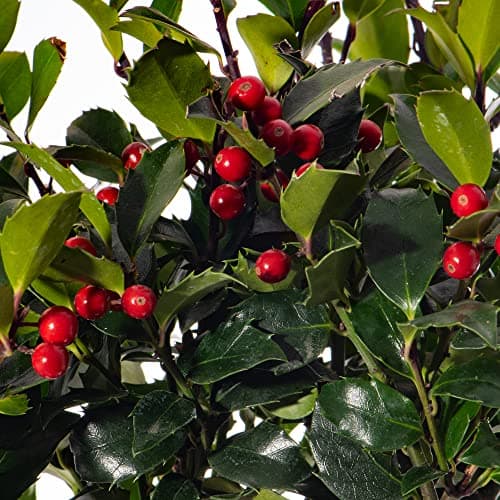 Standard Holly Baum - Robuste Immergrüne Lutscher 2er Pack | Für Terrasse und Garten | Dauerhaft und Schön
