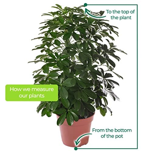 Schefflera Nora, große immergrüne Zimmerpflanze, idealesdekoriertes Zimmer mit exotischem Anstrich, belebt und pflegelei