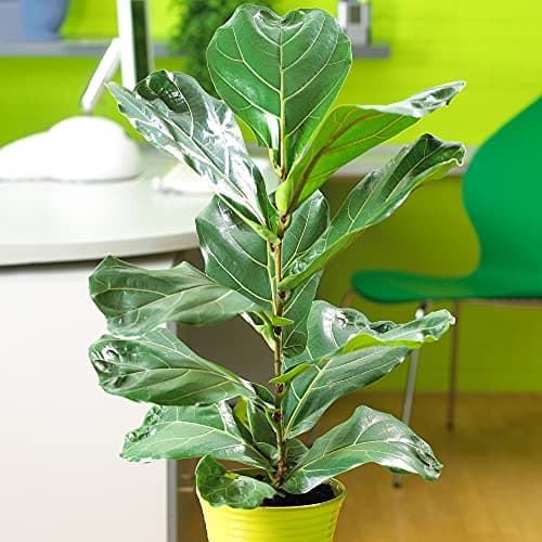 Ficus Lyrata Premium Zimmerpflanze 30-40cm Topf Geschenk